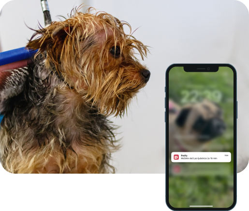 Pas se vozi u korpi i telefon sa notifikacijom sa Petify aplikacije