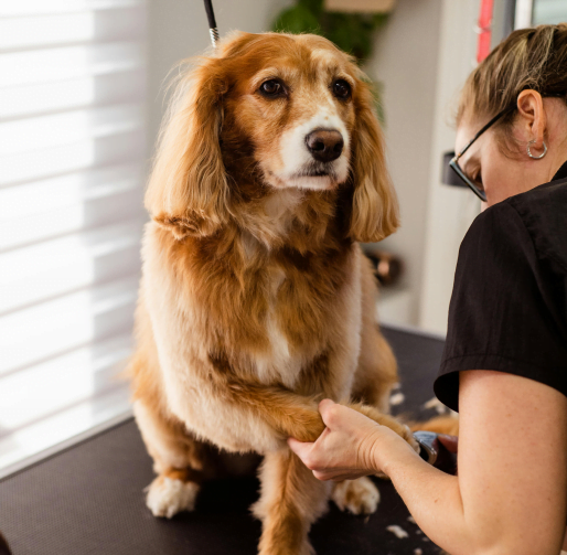 Psu sređuju nokte u grooming salonu