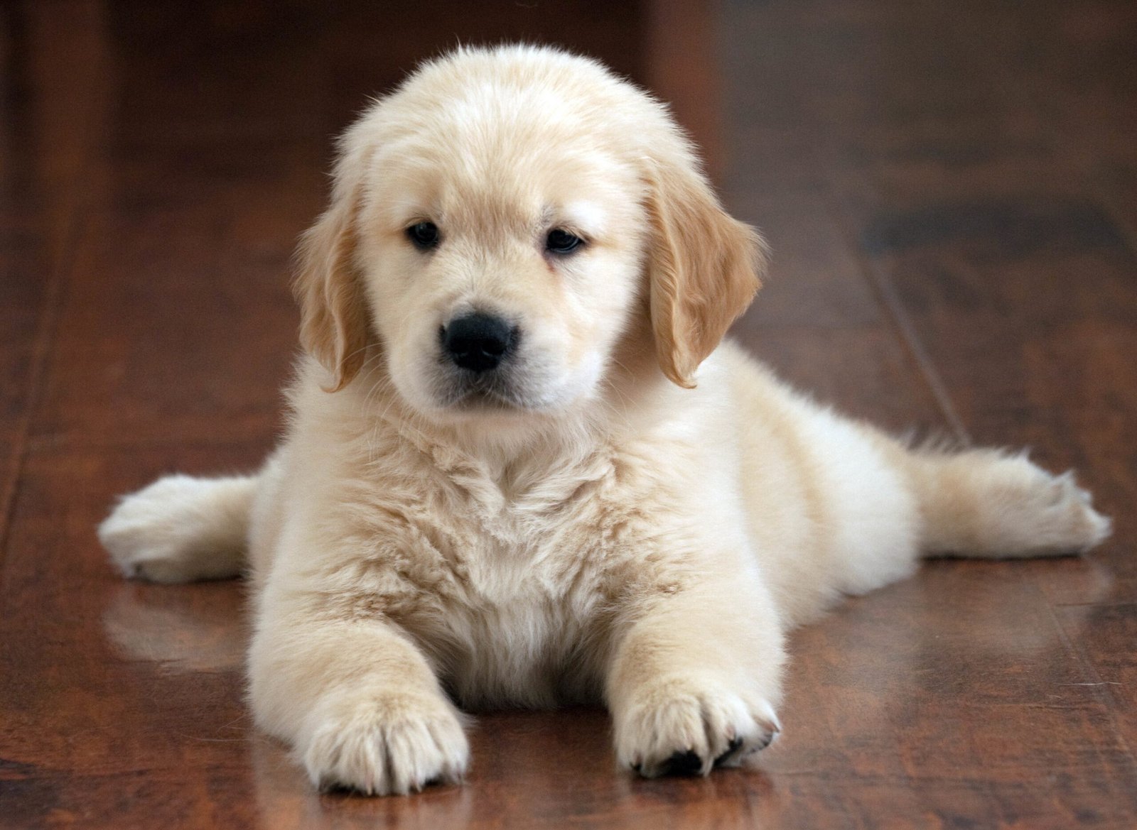 Mali pas labrador retriver spokojno leži na parketu